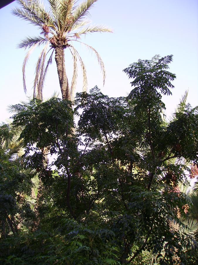 Appart Avec Vue Jardin/Majorelle Marrakesh Exterior photo