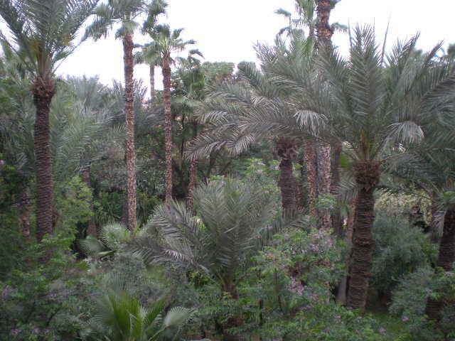 Appart Avec Vue Jardin/Majorelle Marrakesh Exterior photo